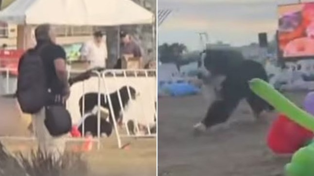 El Ministerio del Interior de Serbia lo califica como milagro