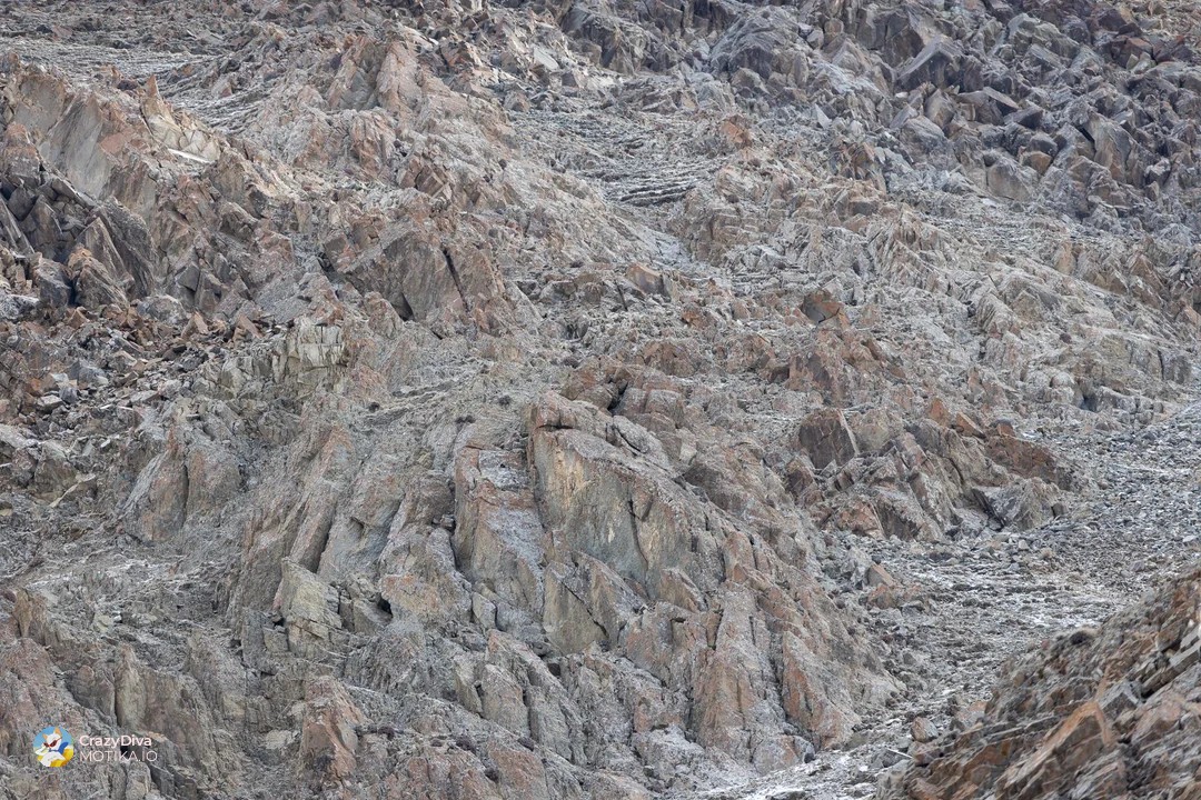 Големиот предизвик: Можете ли да го пронајдете скриениот снежен леопард меѓу карпите и снегот?