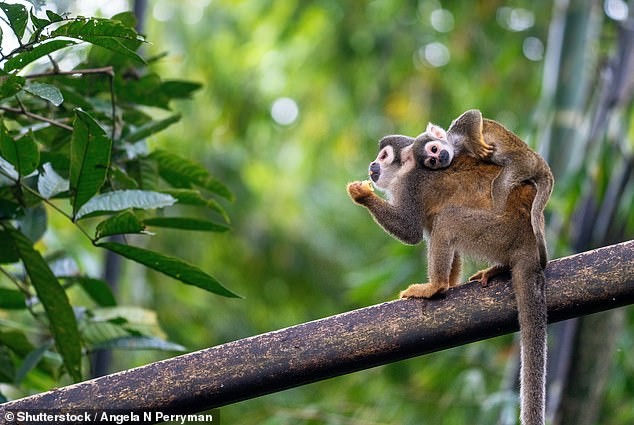 Arctic: Loved for Icy Views and Expedition Cruises