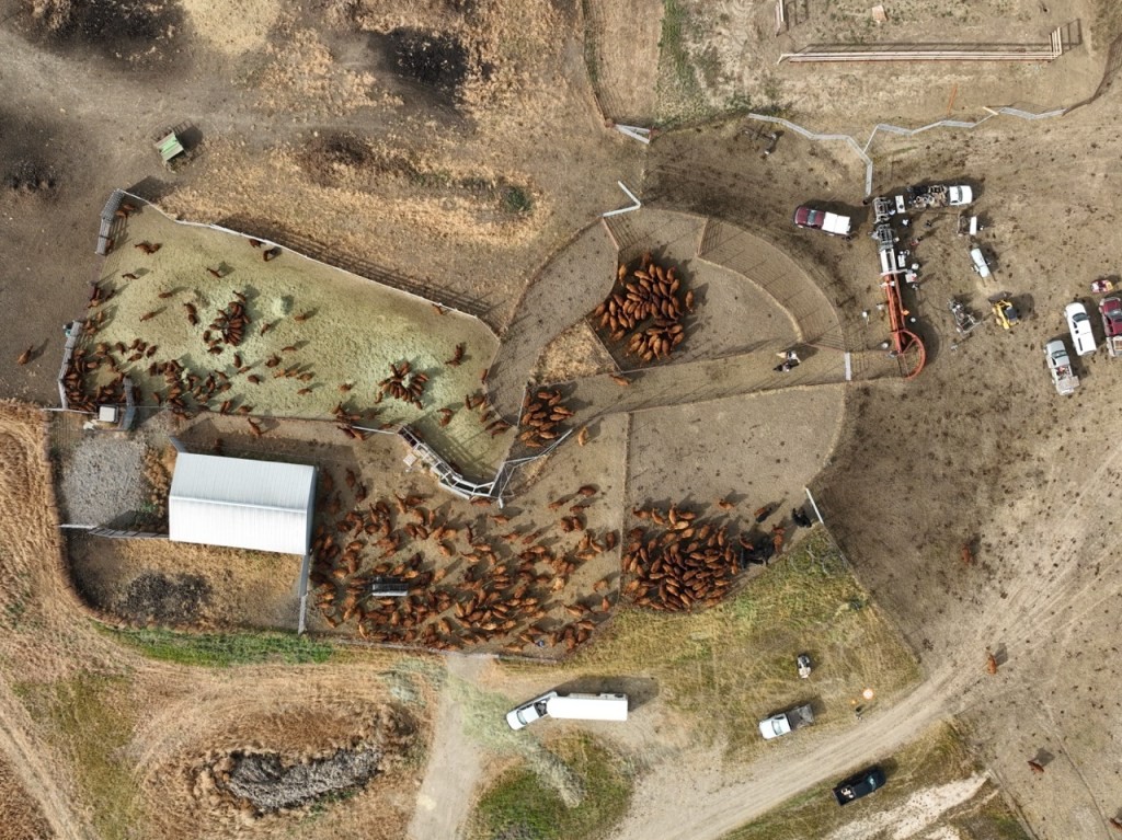 Markets under pressure: big ranches go up for sale as prices rise