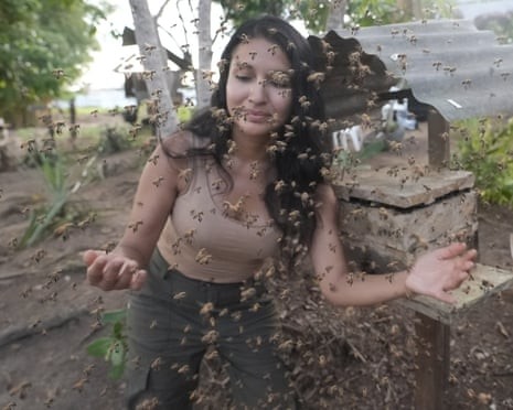 Abejas sin aguijón de la Amazonía obtienen derechos legales por primera vez en el mundo