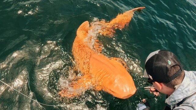 Tiburón naranja dorado milagro nunca visto antes en el Caribe