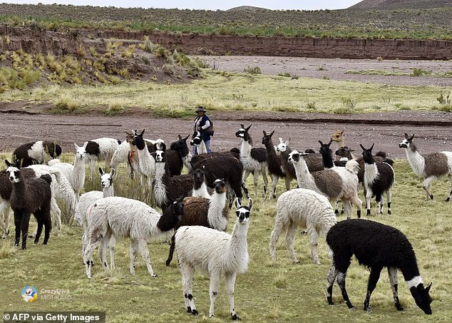 Маcлото од лама во Боливија: вековно средство за болки и ритуална заштита