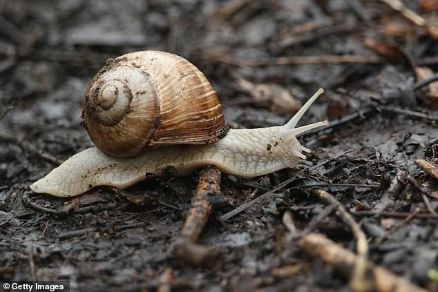 Sciroppo di lumache in Germania: un rimedio tradizionale per mal di gola e tosse ostinata