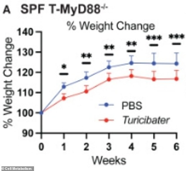 Turicibacter may slow weight gain by breaking down fatty molecules