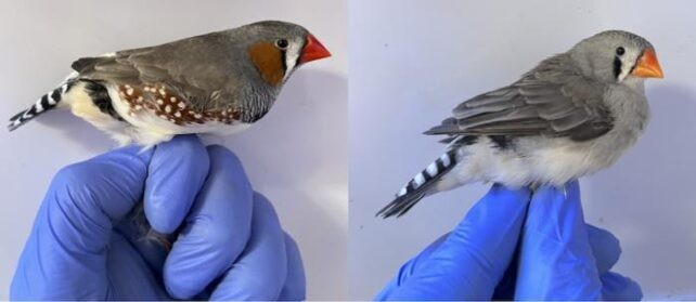 Pheomelanin Protects Cellular Health in Zebra Finches