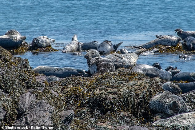Tiny Welsh Island with Only Three Residents Wants New Neighbours—Would You Move There