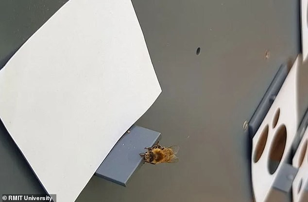 „Универзалниот јазик“ што би можел да ни овозможи да разговараме со вонземјани: Истражувачите откриваат како најдобро да комуницираме со вонземски живот