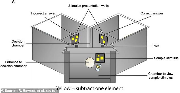 La matematica come linguaggio universale: cosa hanno scoperto le api