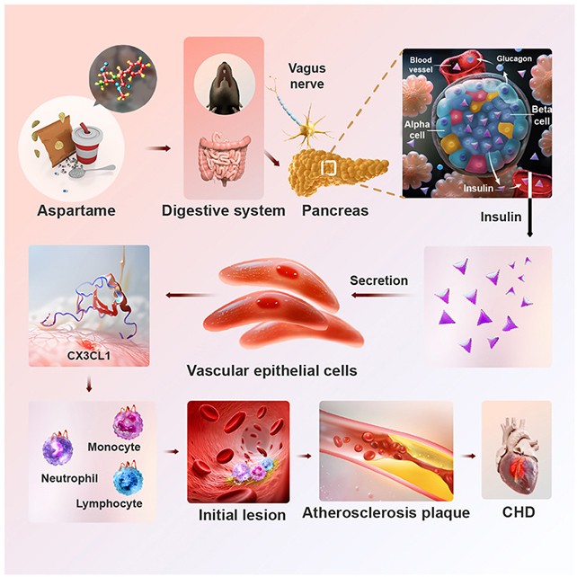 Tagatose no corpo e segurança