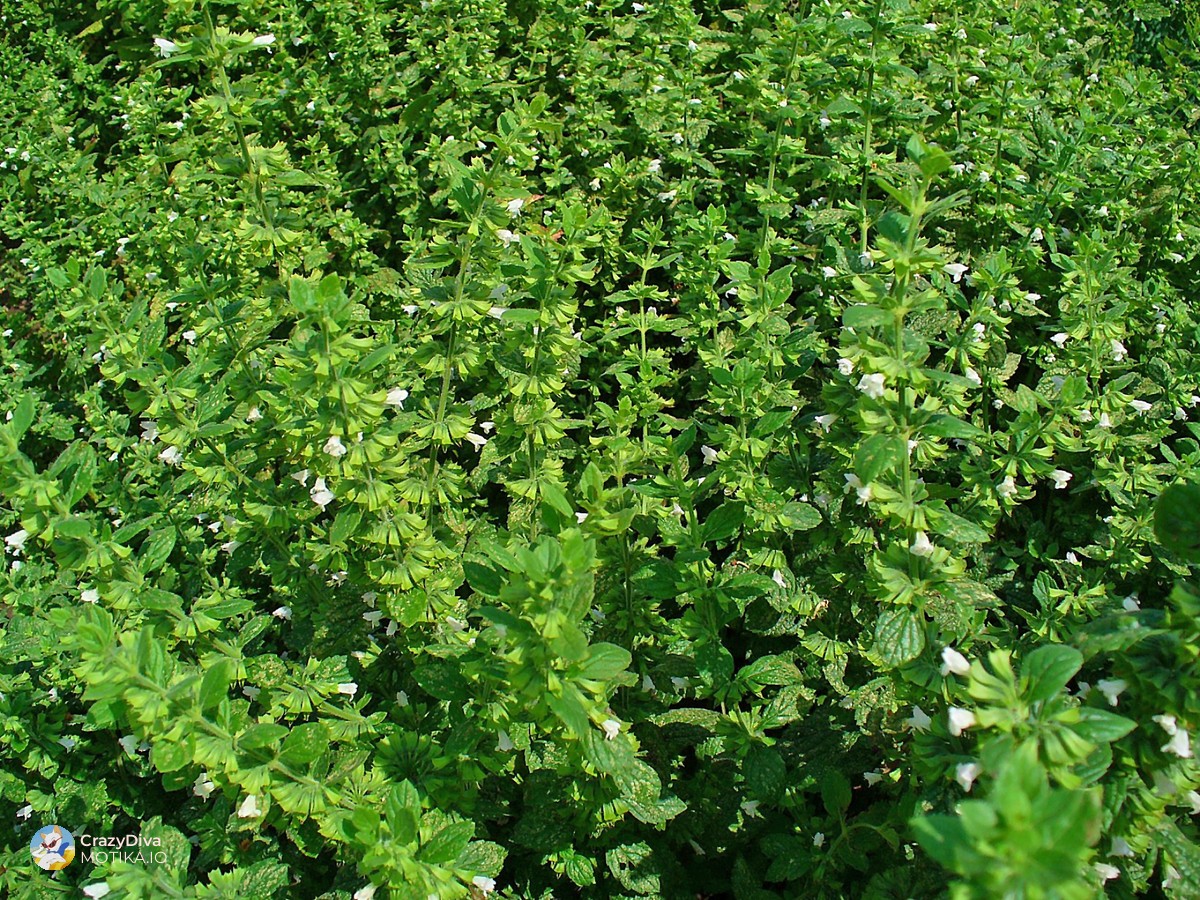 Маточина – Најсигурниот избор за влез во чај-пазар со константен квалитет