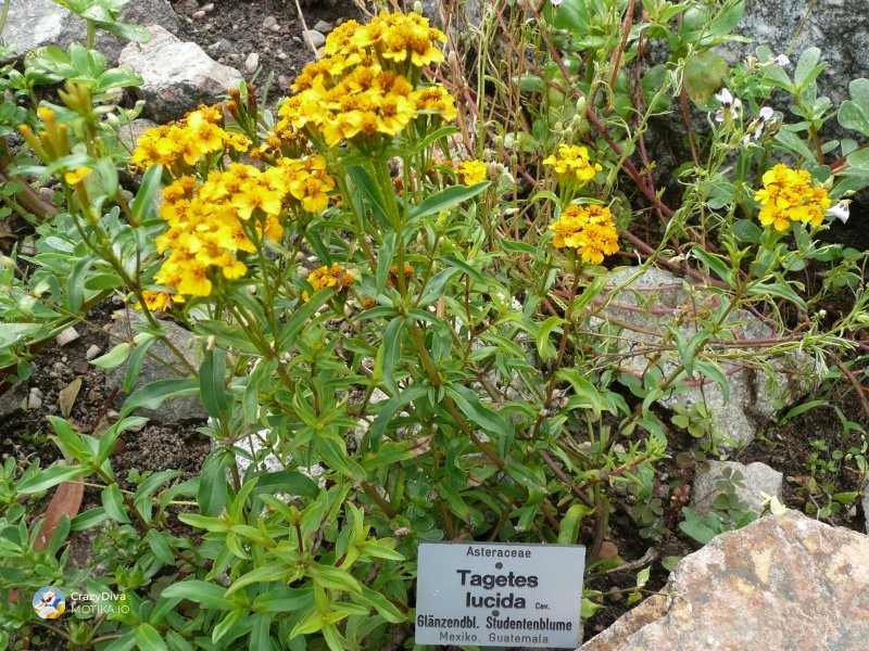 Пискавица (фенугрик) – Билка со два пазари: микролисја за гурмани и семе за кујна и мелници