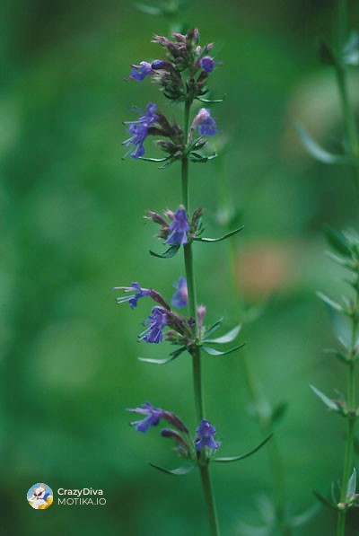 Исоп – Декоративна, но сериозна билка што се цени за арома и мешавини