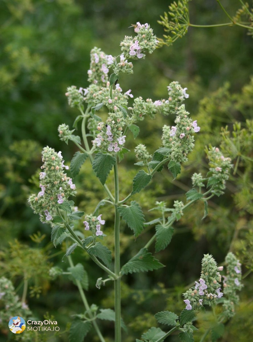 Невен (календула) – Класична билка што станува скапоцен производ кога е чиста и стандардизирана