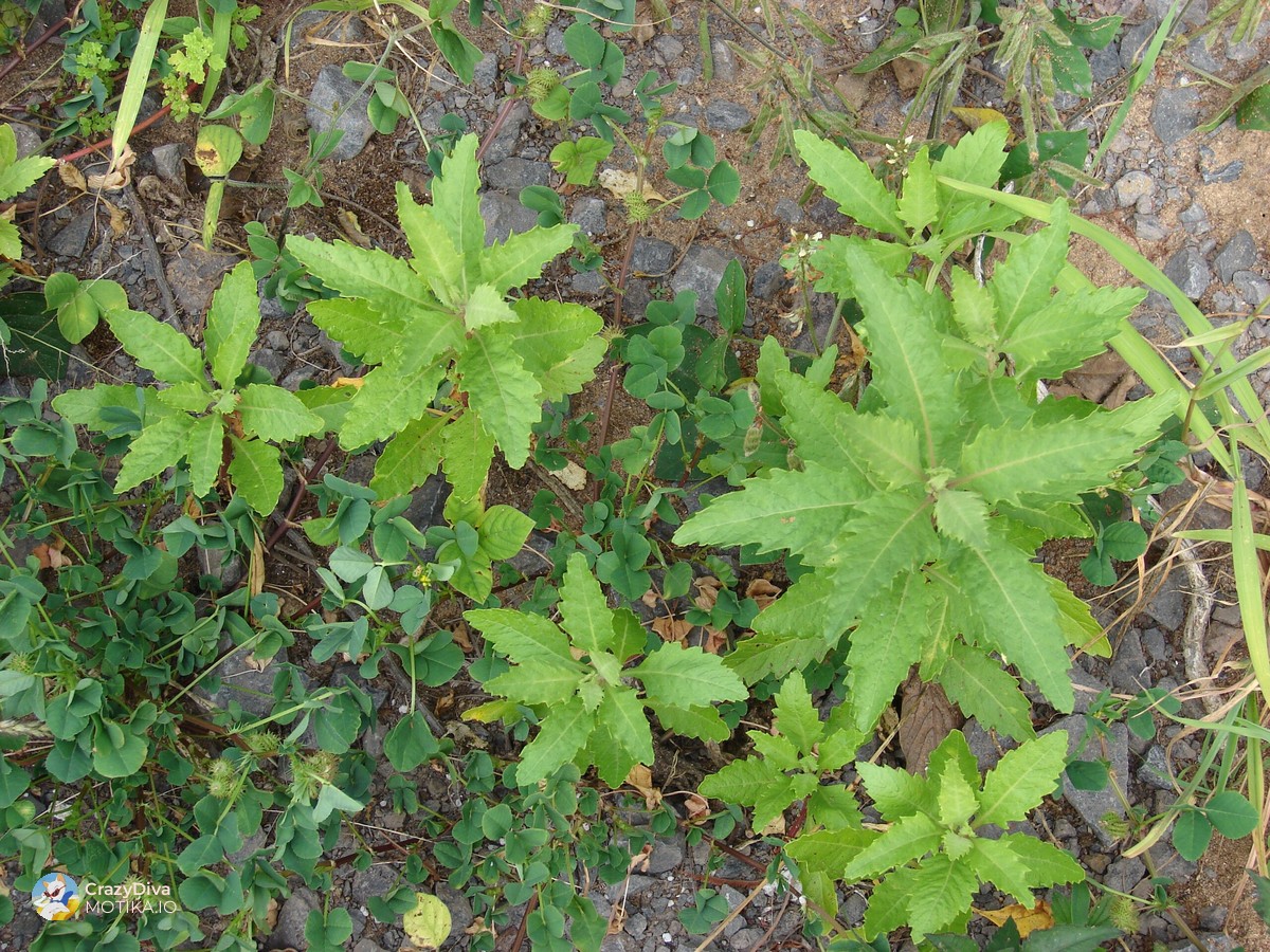 Епазот – Мирисна провокација што прави разлика во специјализираната кујна