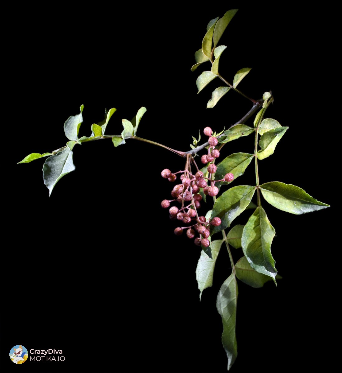 Сечуански бибер – Дрво или грмушка што носи уникатен гурмански производ со мала, но исклучителна побарувачка