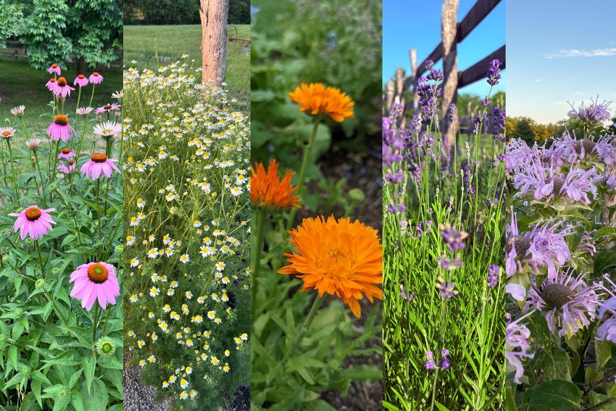 12 профитабилни билки што можат да те направат милионер и успеваат во Македонија