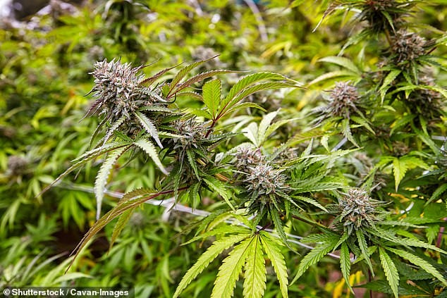 Локалните закони строго бараат системи за прочистување, но според сопственикот „мирисот никогаш нема целосно да се елиминира“