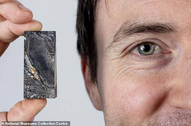 Прототакситес е доказ за независен експеримент на животот во развојот на големи и сложени организми