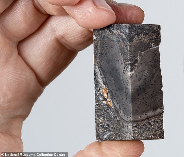 Descubrimiento en Rhynie chert demuestra que prototaxites no era ni hongo ni planta