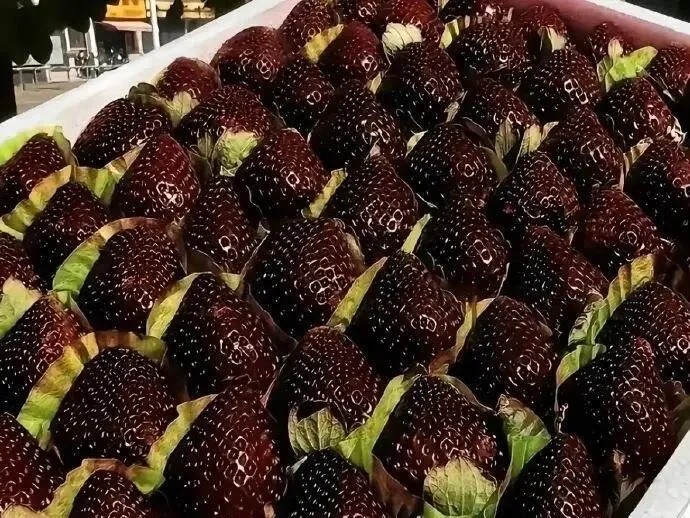 Fraises Black Pearl le luxe sucré qui coûte une fortune et fait sensation en Chine