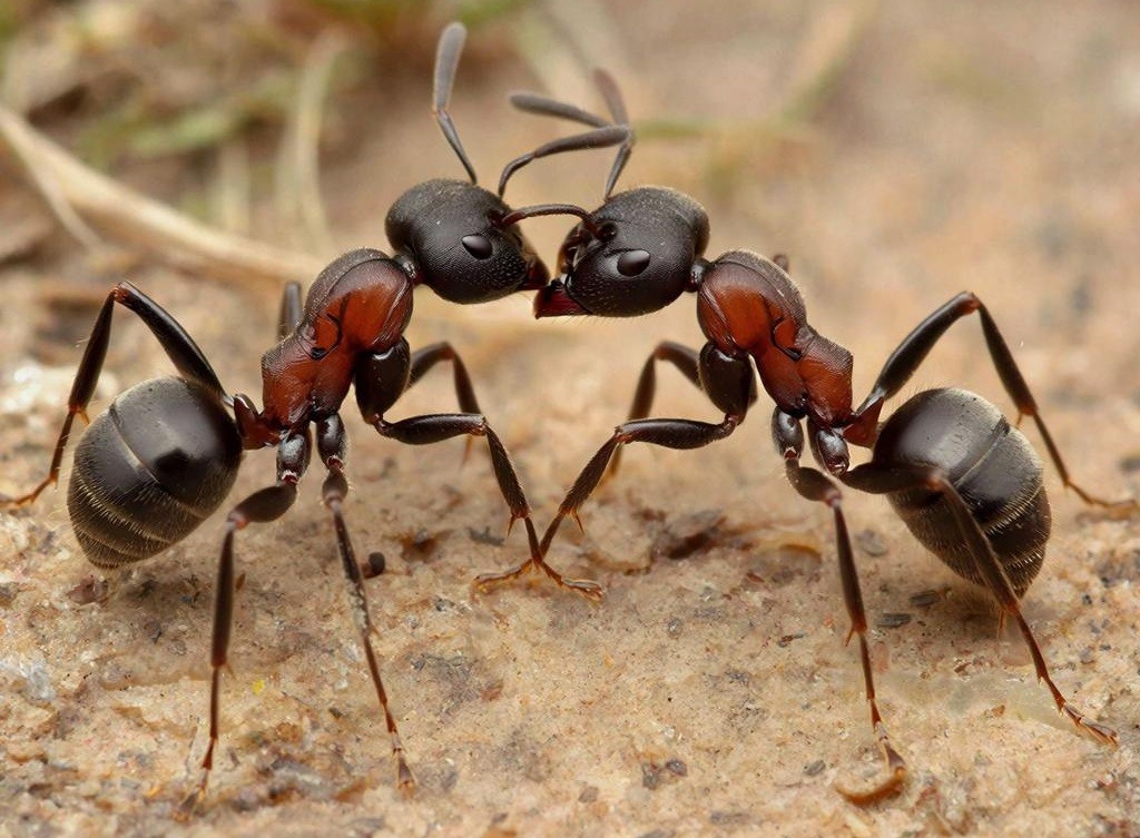 Загадениот воздух ги тера мравките да војуваат меѓу себе ─ модерните градови ги претвораат во непријатели