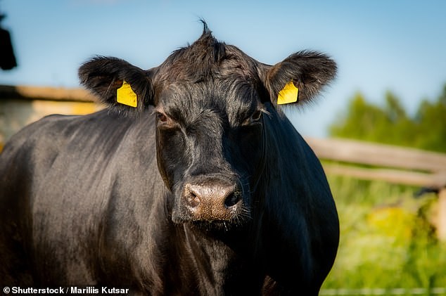 Системот ќе биде достапен и во Европа, најавуваат експертите, а најдоброто месо може да стане секојдневие на нашите маси