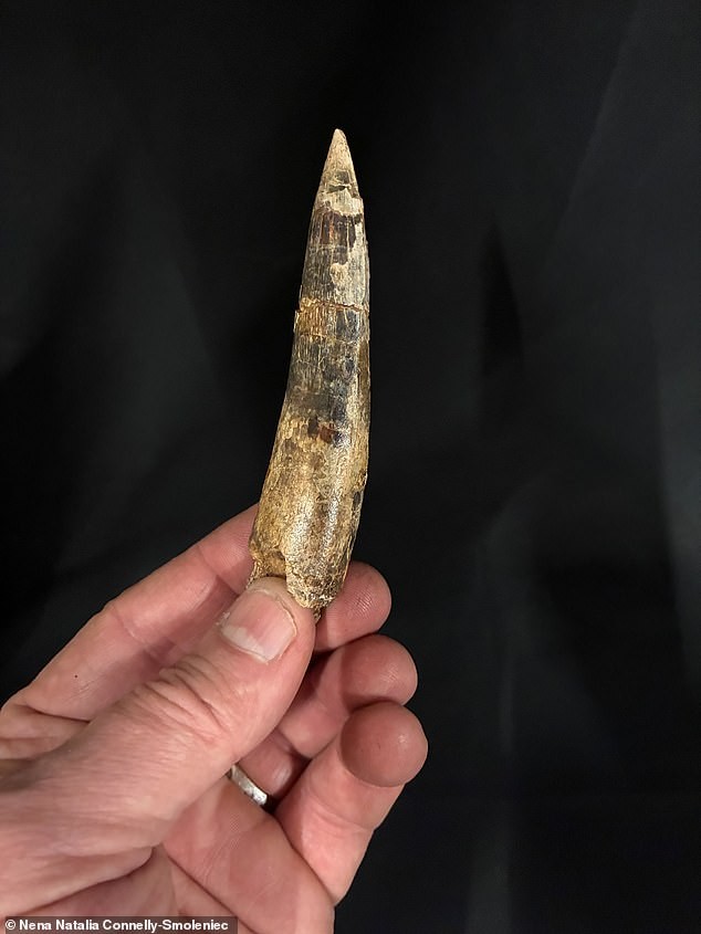 Новиот вид го доби името Spinosaurus mirabilis