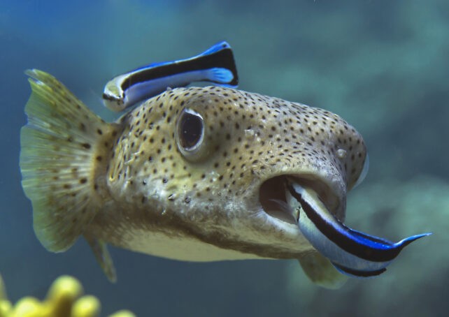 Мали риби со огромна интелигенција: Морската риба што го помина истиот тест на самосвест како шимпанзата и слоновите и не престанува да ги изненадува научниците