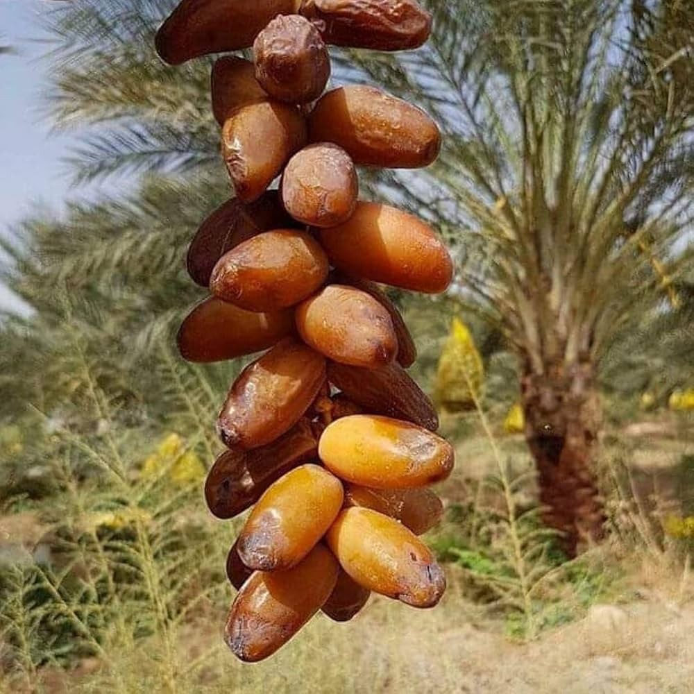 Урмите се хранливи и богати со корисни материи, но не се „комплетна храна"