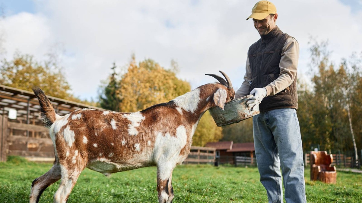 Ако нема пазар за млекото, сирењето носи стабилна заработка за козарите