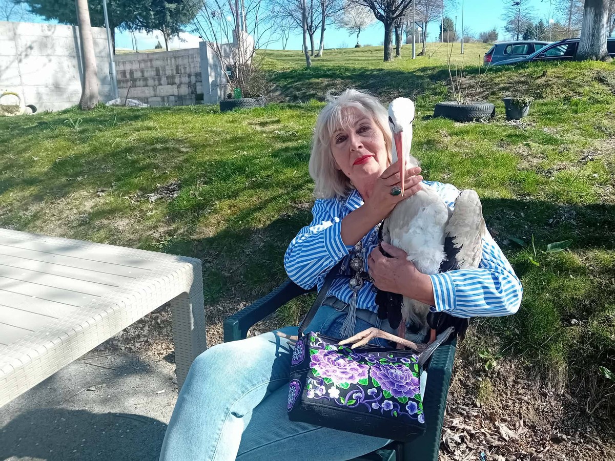 Ленче го внесе Симо во својата мала штрк фамилија и сега се грижи за три штрка