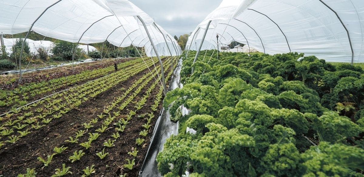 Тајната била живата почва и микроклимата со помош на компост и стаклени „ѕвончиња“