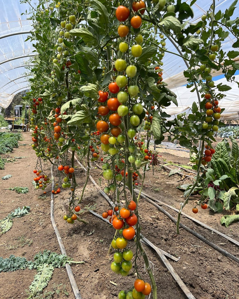 Суперинтензивен систем: На фармата на Ендру нема празен простор ниту за ден