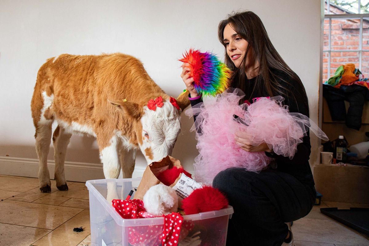 Теле од 120 килограми разиграно ја следи Таш низ куќата и станува ѕвезда на социјалните мрежи