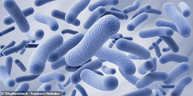 Ферментацијата во кимчито поттикнува раст на здрави бактерии и го збогатува цревниот микробиом