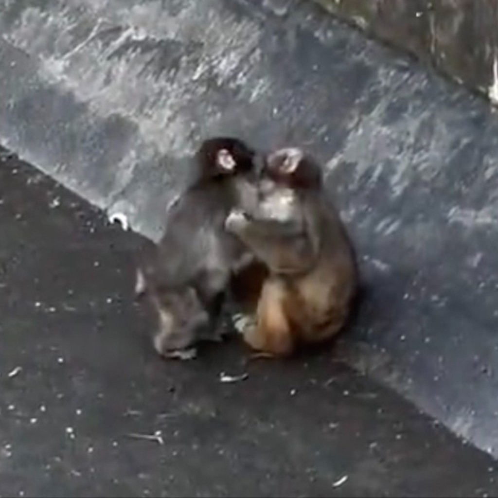 Живот на Панч: отфрлен уште од раѓање и тешкото вклучување во групата мајмуни во зоолошката