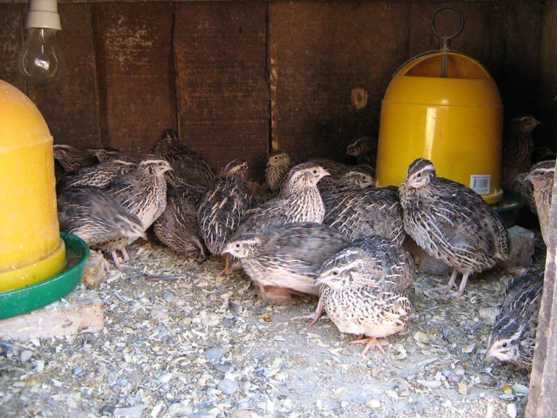 Препелици: принос за 6 недели, цена на јајца двојно поголема од кокошки