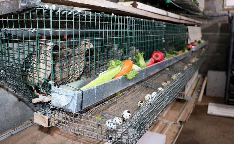 Предупредување: премногу брза диверзификација може да уништи мала фарма