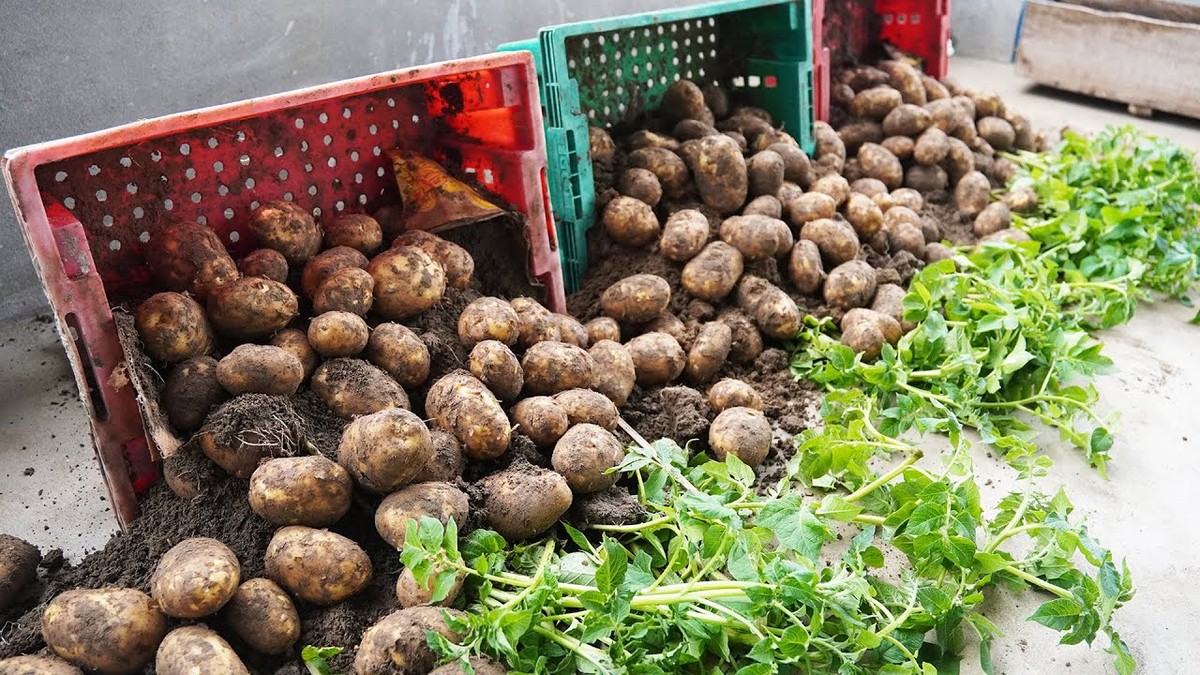 Системот со гајби создава пасијанс на компири од само еден агол на балконот