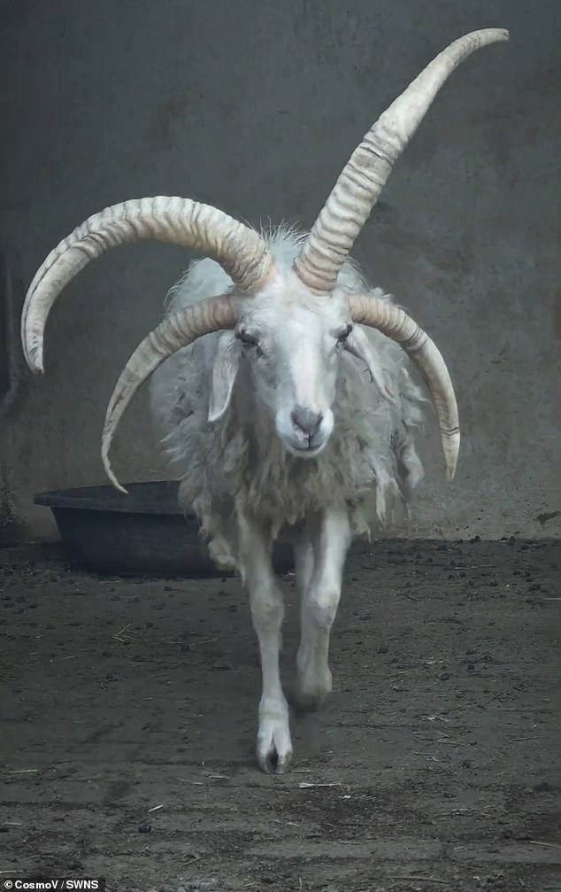 Малата зоолошка во Гуижоу стана дом на повеќе од 20 заштитени видови, под грижа на само еден чувар