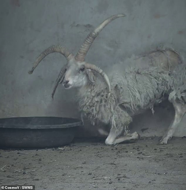 Бурен интернет бум: Овците со четири рога и здравите животни станаа хит на кинеските социјални мрежи