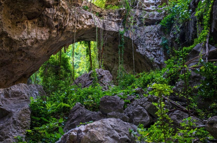 Змија-скокач, летачка змија и нови видови гуштери откриени во пештерите во Камбоџа