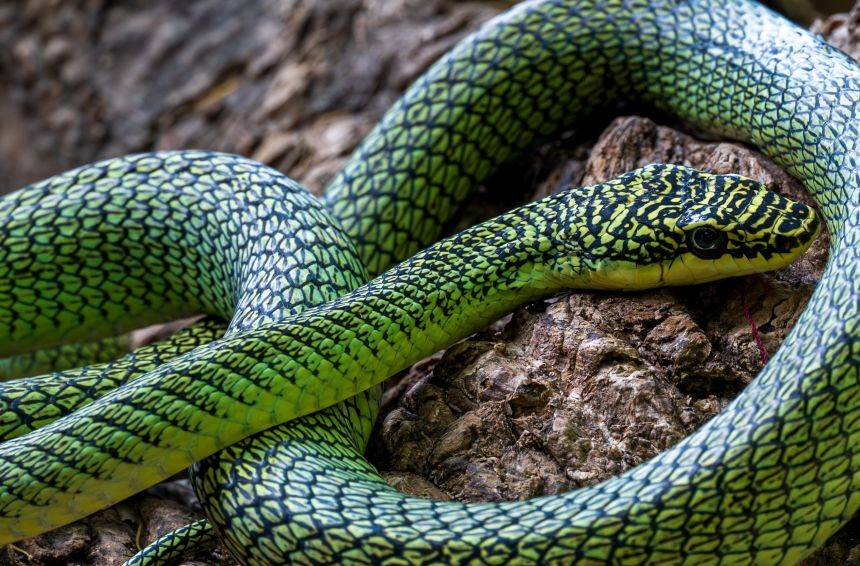 Научен пробив: Нови видови откриени во 64 пештери низ 10 рида во Батамбанг