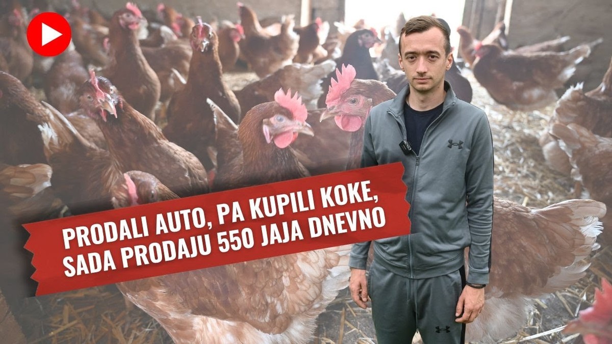 Животна приказна: Го продале автомобилот, купиле кокошки - денес доставуваат 550 јајца на ден