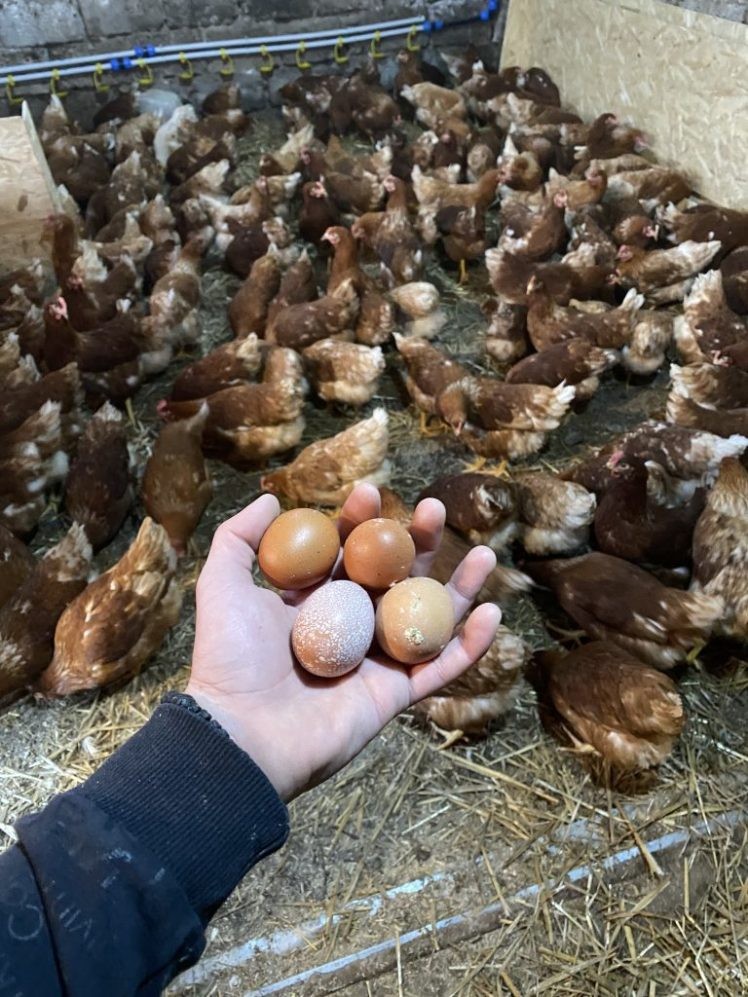 Слободен одгледувачки систем, храна од локалниот пазар, и брза испорака до купувачите