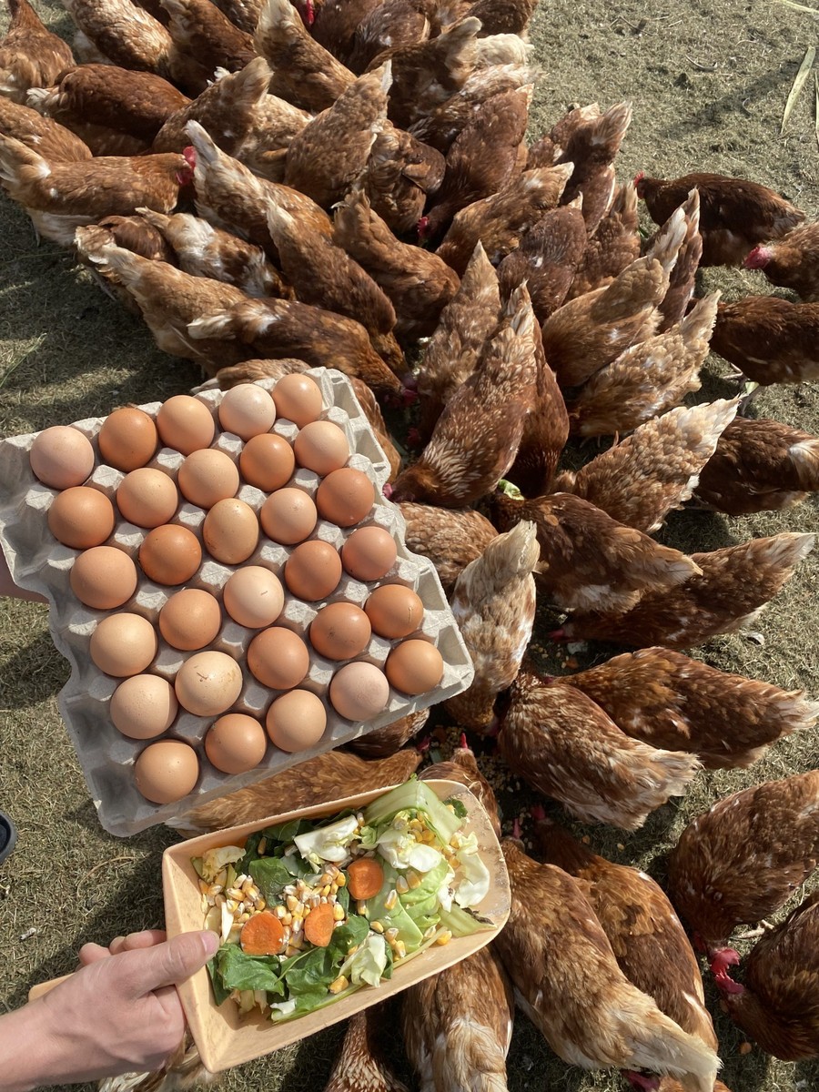 600 кокошки, новородено бебе и 80% од работата е на Стефан