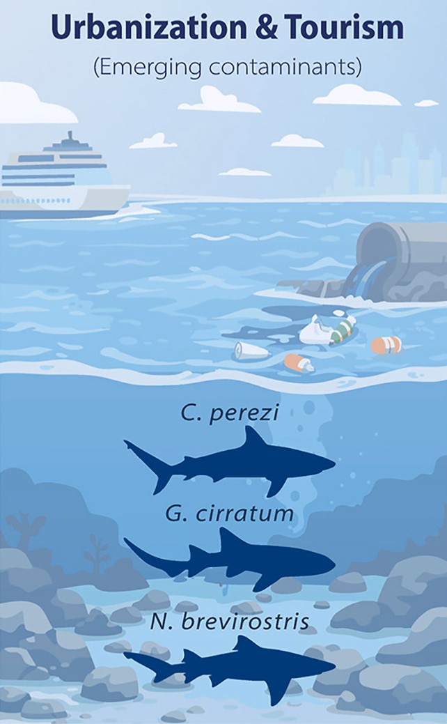 Научниците откриваат: кокаин, кофеин и аналгетици пронајдени во крвта на 28 ајкули од најизолираната област на Бахамите