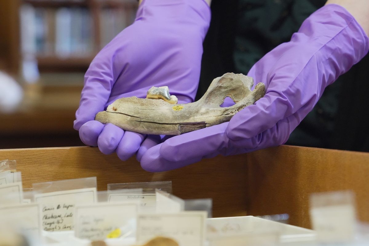 Пронајдени коски од куче стари 14.000 години кои докажуваат дека луѓето ги чувале како миленици и ги хранеле уште во леденото доба