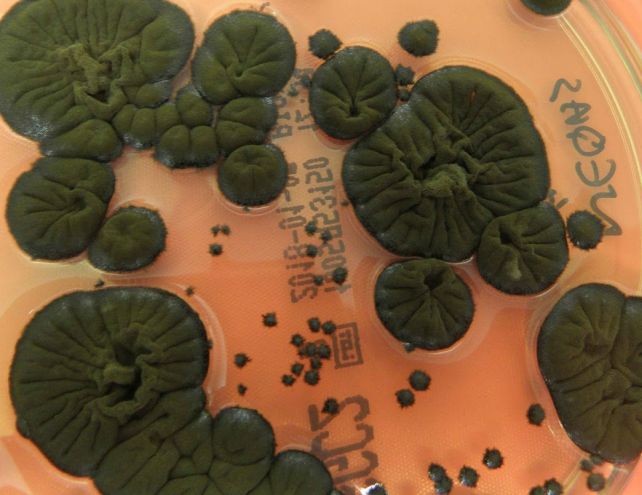 Која е црната мувла откриена во реакторот 4 во Чернобил?